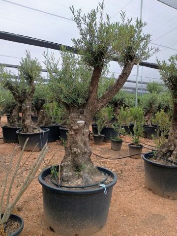 OLEA EUROPAEA BONSAI C285-450L 80/100 HT200/250