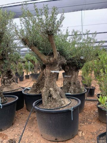 OLEA EUROPAEA BONSAI C285-450L 80/100 HT200/250