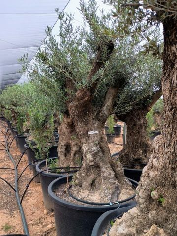 OLEA EUROPAEA BONSAI C285-450L 80/100 HT200/250