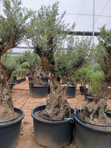 OLEA EUROPAEA BONSAI C285-450L 80/100 HT200/250