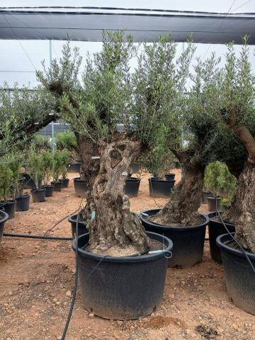 OLEA EUROPAEA BONSAI C285-450L 80/100 HT200/250