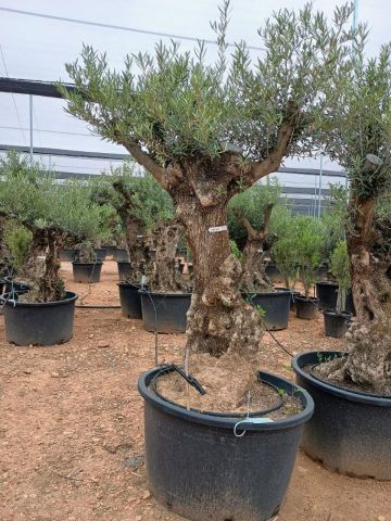 OLEA EUROPAEA BONSAI C285-450L 80/100 HT200/250