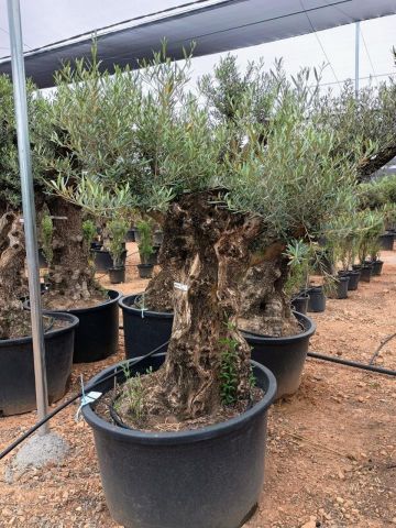 OLEA EUROPAEA BONSAI C285-450L 80/100 HT200/250