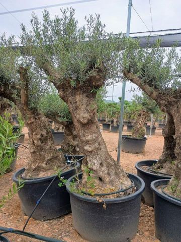 OLEA EUROPAEA BONSAI C285-450L 80/100 HT200/250