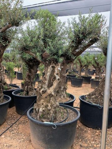 OLEA EUROPAEA BONSAI C285-450L 80/100 HT200/250