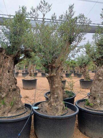 OLEA EUROPAEA BONSAI C285-450L 80/100 HT200/250