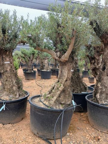 OLEA EUROPAEA BONSAI C285-450L 80/100 HT200/250