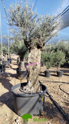 OLEA EUROPAEA BONSAI C285-450L 80/100 HT200/250