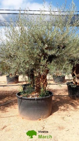 OLEA EUROPAEA BONSAI C285-450L 80/100 HT200/250