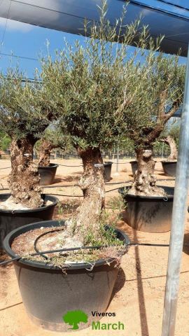 OLEA EUROPAEA BONSAI C285-450L 80/100 HT200/250