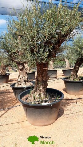 OLEA EUROPAEA BONSAI C285-450L 80/100 HT200/250