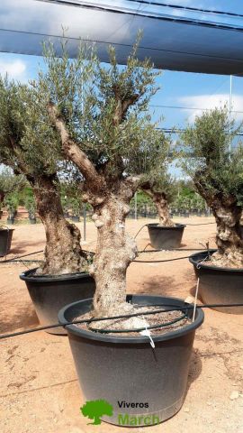 OLEA EUROPAEA BONSAI C285-450L 80/100 HT200/250