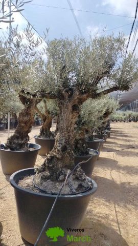 OLEA EUROPAEA BONSAI C285-450L 80/100 HT200/250