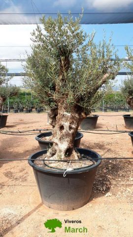 OLEA EUROPAEA BONSAI C285-450L 80/100 HT200/250