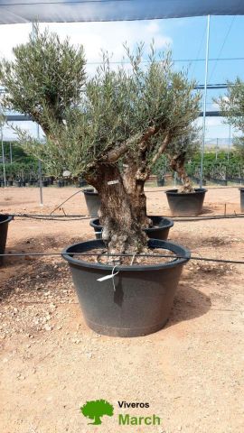 OLEA EUROPAEA BONSAI C285-450L 80/100 HT200/250
