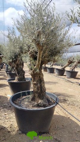 OLEA EUROPAEA BONSAI C285-450L 80/100 HT200/250