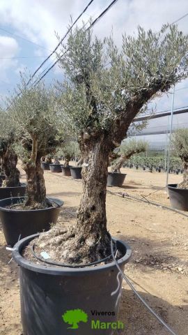 OLEA EUROPAEA BONSAI C285-450L 80/100 HT200/250
