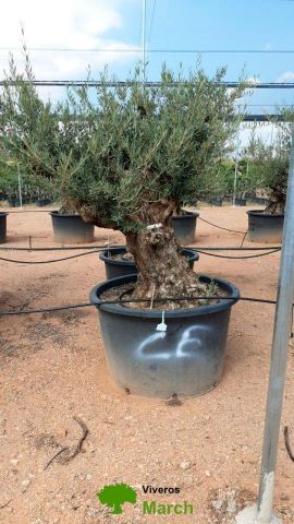 OLEA EUROPAEA BONSAI C285-450L 80/100 HT200/250