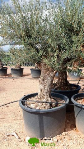 OLEA EUROPAEA BONSAI C285-450L 80/100 HT200/250