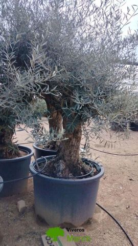 OLEA EUROPAEA BONSAI C285-450L 80/100 HT200/250