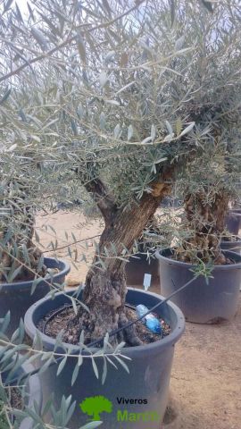 OLEA EUROPAEA BONSAI C285-450L 80/100 HT200/250