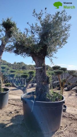 OLEA EUROPAEA-BONSAI 100/120 HT270/340