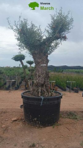 OLEA EUROPAEA-BONSAI 100/120 HT270/340