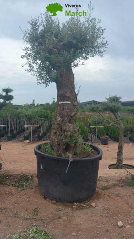 OLEA EUROPAEA-BONSAI 100/120 HT270/340