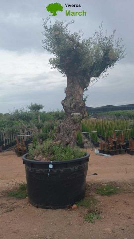 OLEA EUROPAEA-BONSAI 100/120 HT270/340