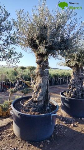 OLEA EUROPAEA-BONSAI 100/120 HT270/340