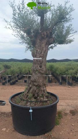 OLEA EUROPAEA-BONSAI 100/120 HT270/340