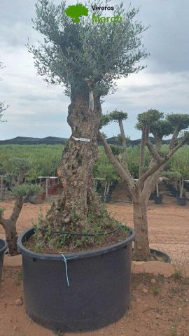 OLEA EUROPAEA-BONSAI 100/120 HT270/340