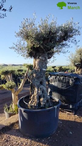 OLEA EUROPAEA-BONSAI 100/120 HT270/340