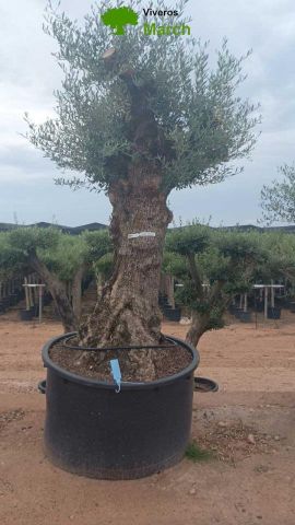 OLEA EUROPAEA-BONSAI 100/120 HT270/340