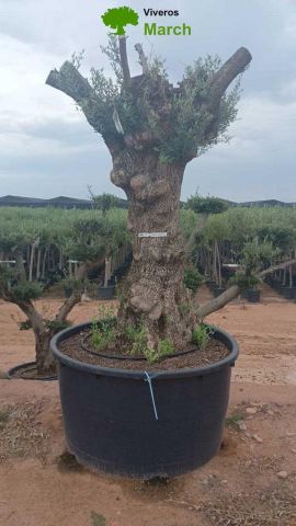 OLEA EUROPAEA-BONSAI 100/120 HT270/340