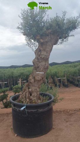 OLEA EUROPAEA-BONSAI 100/120 HT270/340