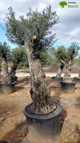 OLEA EUROPAEA-BONSAI 100/120 HT270/340