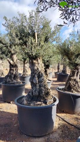 OLEA EUROPAEA-BONSAI 100/120 HT270/340