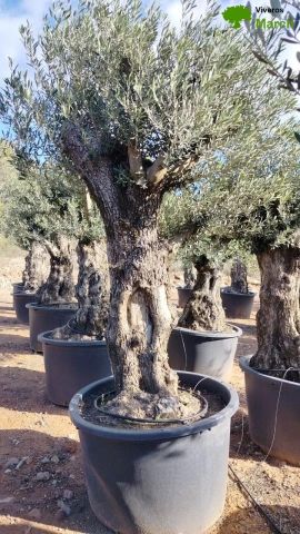 OLEA EUROPAEA-BONSAI 100/120 HT270/340