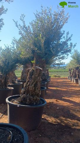 OLEA EUROPAEA-BONSAI 100/120 HT270/340
