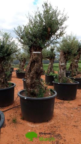 OLEA EUROPAEA-BONSAI 100/120 HT270/340