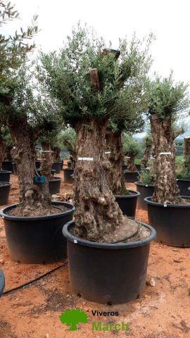 OLEA EUROPAEA-BONSAI 100/120 HT270/340