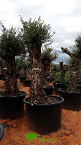 OLEA EUROPAEA-BONSAI 100/120 HT270/340