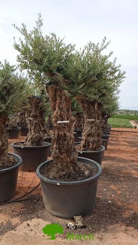 OLEA EUROPAEA-BONSAI 100/120 HT270/340