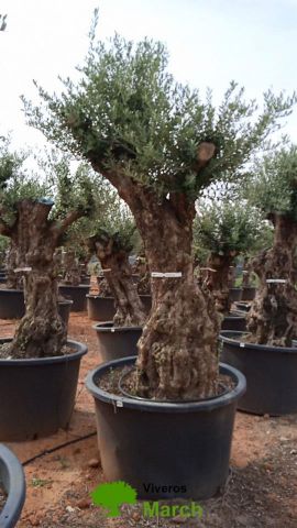 OLEA EUROPAEA-BONSAI 100/120 HT270/340