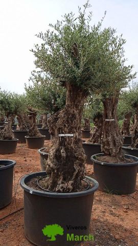 OLEA EUROPAEA-BONSAI 100/120 HT270/340