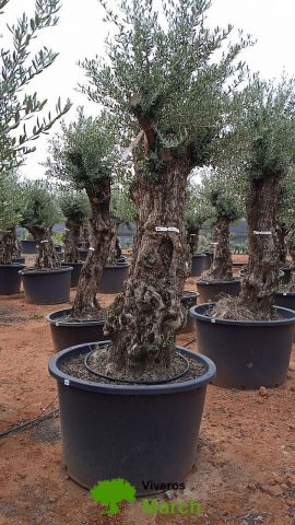 OLEA EUROPAEA-BONSAI 100/120 HT270/340
