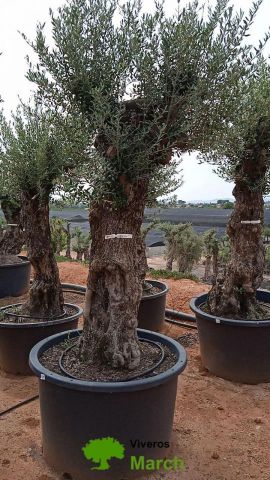 OLEA EUROPAEA-BONSAI 100/120 HT270/340