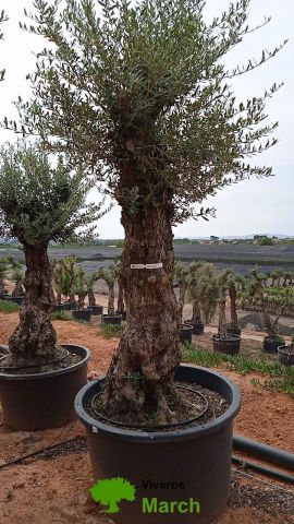 OLEA EUROPAEA-BONSAI 100/120 HT270/340
