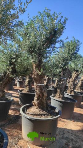 OLEA EUROPAEA-BONSAI 100/120 HT270/340